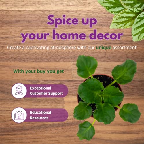 Harmony Foliage African Violet RM Pink Curls 4 inch Pink Flower