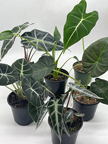 BubbleBlooms Alocasia Assortment Set, 6 Different Alocasias in 4 inch pots Grower's Choice