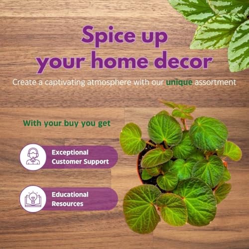 Harmony Foliage Begonia Manaus 4 inch Rhizomatous Fuzzy