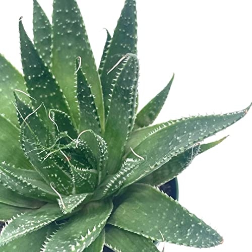 BubbleBlooms Gasteria Flow in a 4 inch Pot