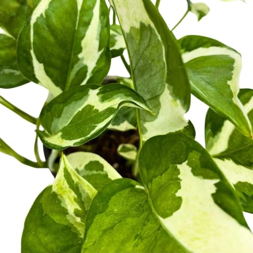 BubbleBlooms Njoy Pothos in a 4 inch Pot Epipremnum aureum pinnatum Variegated House Plant
