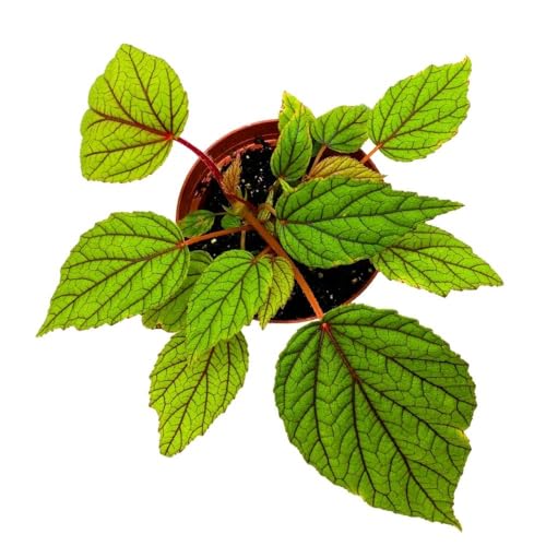 Harmony Foliage Begonia abdullahpieei, 4 inch Green Rare Rhizomatous Rhizo Red Stem Veins
