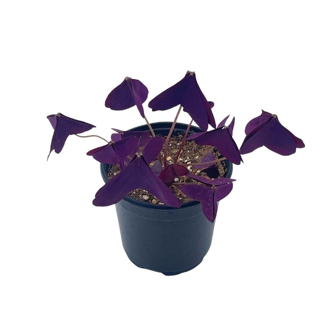 Oxalis triangularis, Purple Shamrock, Butterflies / Butterfly Plant in a 4 inch Pot