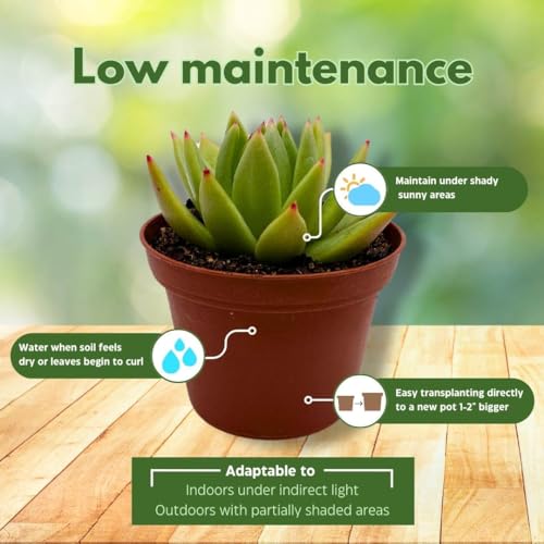 BubbleBlooms Echeveria agavoides, Molded-Wax Agave, in 3 inch Pot