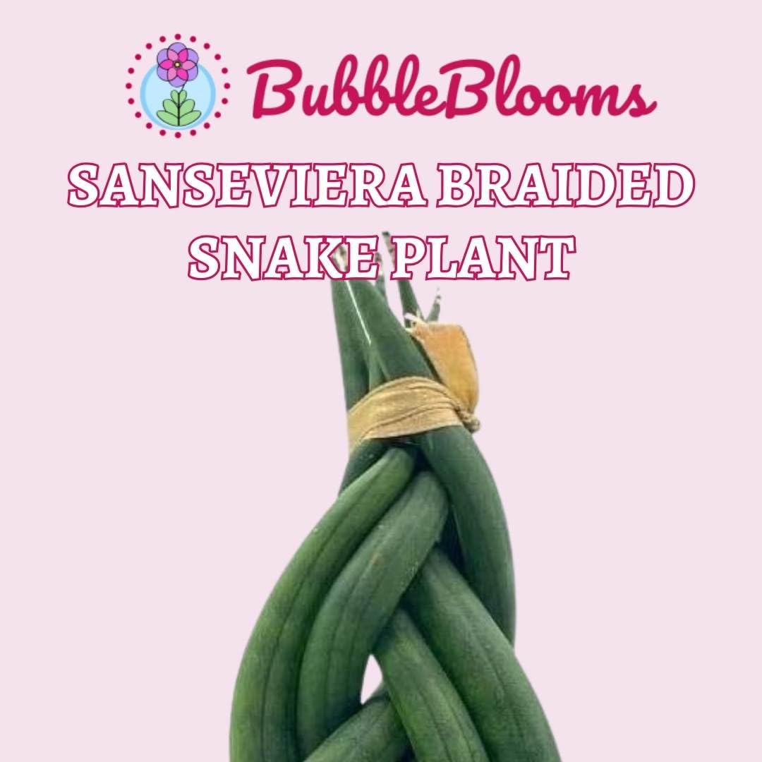 Braided African Spear Plant, Cylindrical Snake Plant, Spear sansevieria, Twisted Snake Plant, Braided sansevieria, in 4 inch Pot,