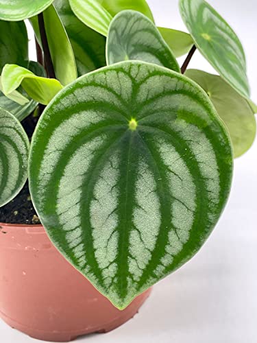 BubbleBlooms Watermelon Peperomia in a 6 inch Pot Peperomia Argyreia