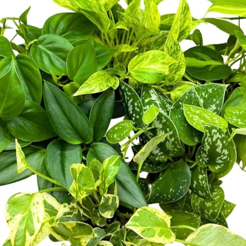 BubbleBlooms Pothos Assortment 4 inch Set of 6