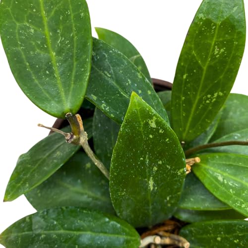 BubbleBlooms Hoya Padilla Bogor in a 4 inch Pot