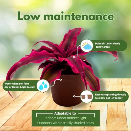 BubbleBlooms Cryptanthus Bivittatus in a 2 inch Pot, Tiny Mini Pixie Plant, Bright Pink