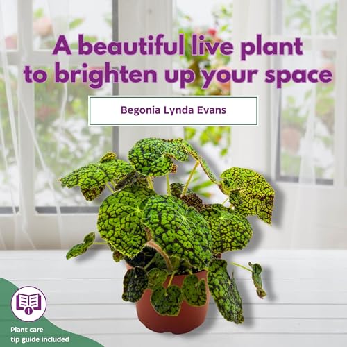 Harmony Foliage Begonia Lynda Evans 6 inch Rhizomatous