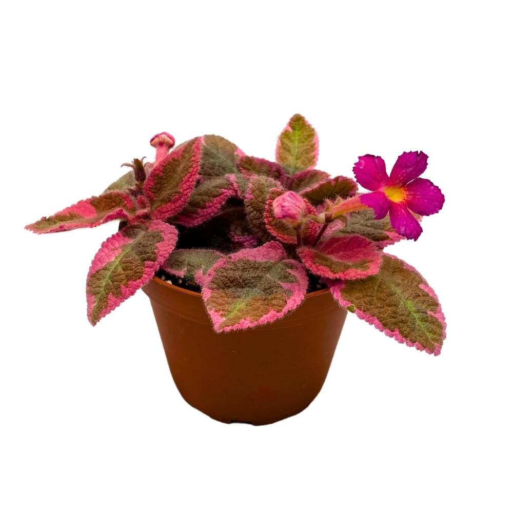 Episcia Pink Smoke, 2 inch Rare Variegated Flame Violet Flowering gesneriad