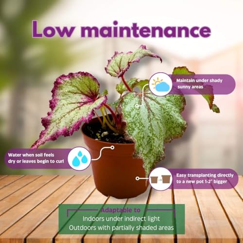 Harmony Foliage Begonia Rex Ring of Fire 6 inch