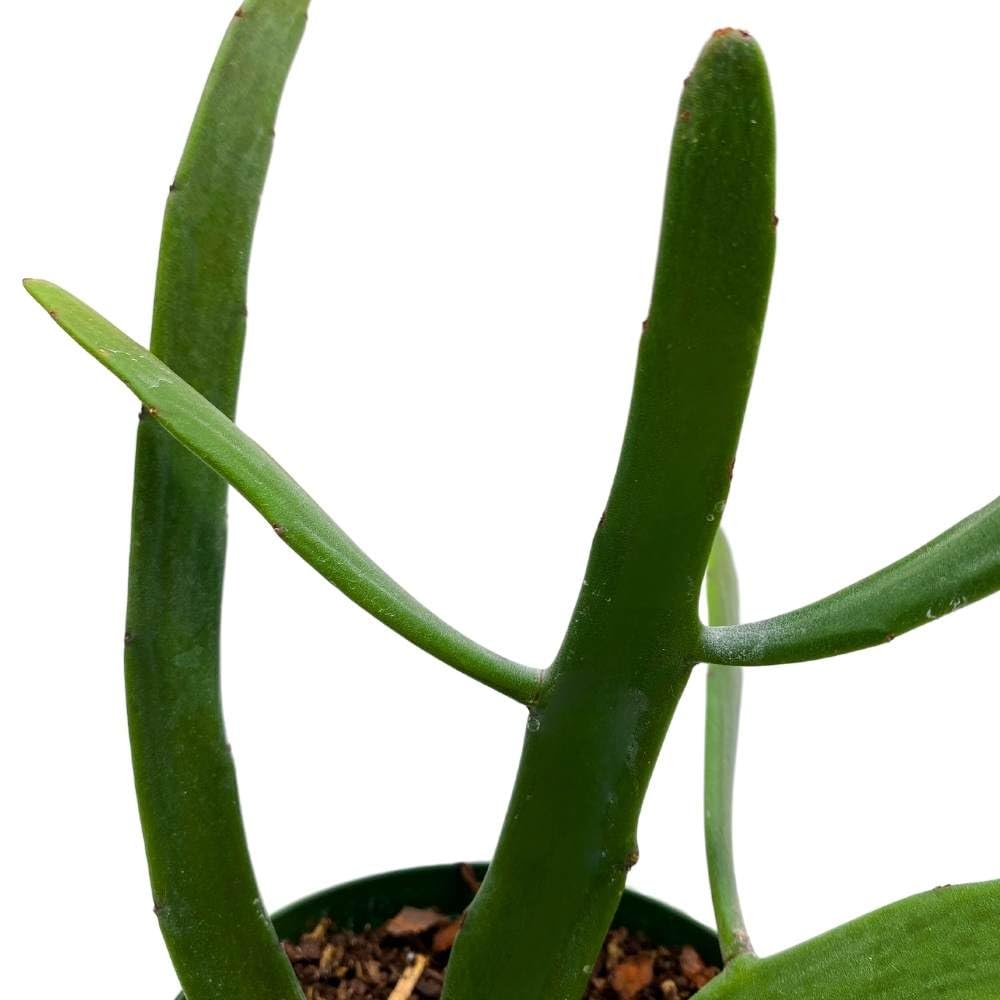 BubbleBlooms Euphorbia xylophylloides in a 4 inch Pot Rare Cactus