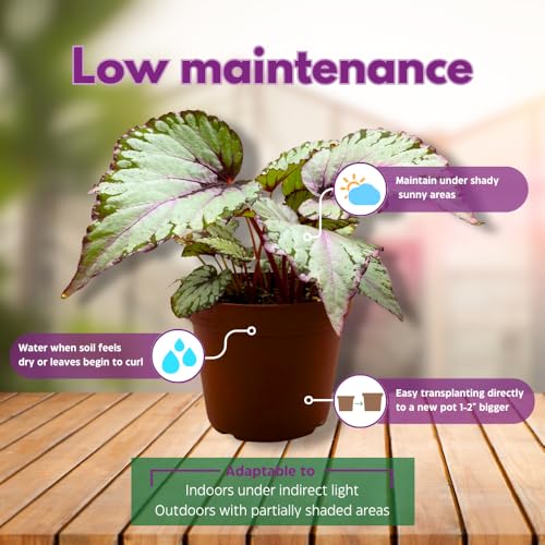 Harmony Foliage Salsa Begonia Rex 6 inch Pink Green White