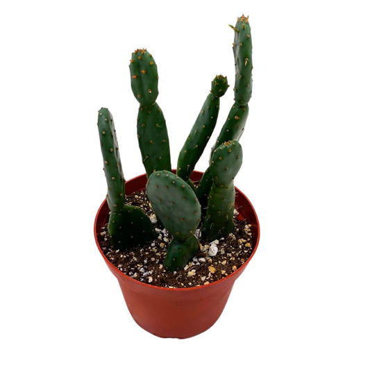 BubbleBlooms Prickley Pear Cactus 4 inch