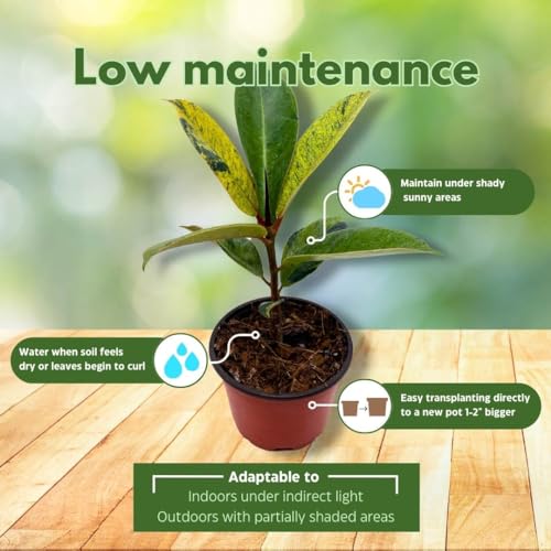 BubbleBlooms Ficus Moonshine Shivereana in a 4 inch Pot Variegated Rubberplant