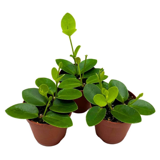 Hoya cumingiana in a 2 inch Set of 3 Pot Small Leaf Wax Plant
