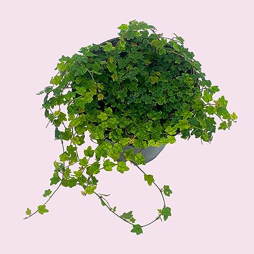 BubbleBlooms String of Frogs in a 4 inch Pot Ficus pumila Quercifolia, Oakleaf Creeping fig