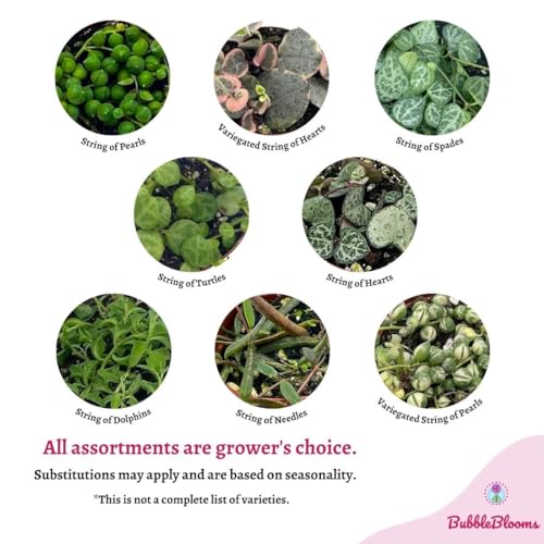 BubbleBlooms Succulent Strings Set of 3 in 2 inch pots Grower's Choice May Include Variegated String of Hearts, Turtles, Pearls, Dolphins, Frogs, or Needles