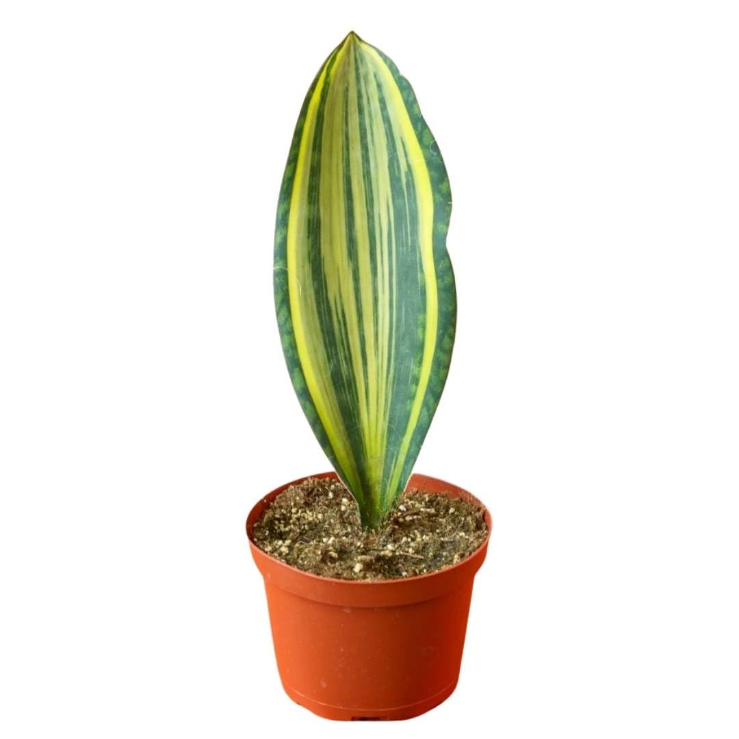 BubbleBlooms Variegated Whale Fin Snake Plant in a 6 inch Pot Sansevieria Masoniana Yellow Variegation, Whale Tail