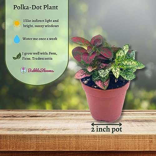 Polka-dot-Plant, Hypoestes phyllostachya, Live in a 2 inch Pot Tiny Mini Pixie Plant