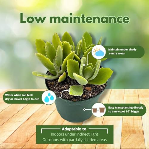 BubbleBlooms Kalanchoe millotii in a 4 inch Pot Millot Kalanchoe, Green Fuzzy Furry Leaves Succulent