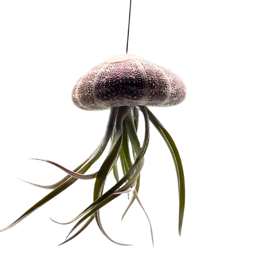 BubbleBlooms Small Tillandsia Jellyfish, Cute Hanging air Plant with Seashell