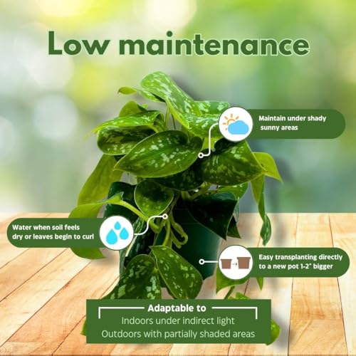 BubbleBlooms Satin Pothos in a 4 inch Pot, Silver Vine, Silk Pothos Silver Philodendron