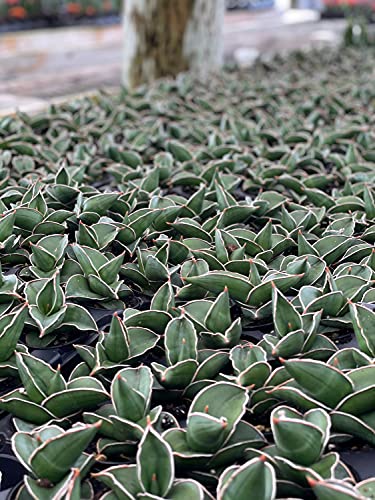 BubbleBlooms Sansevieria Samurai Dwarf (Sansevieria ehrenbergii Banana) Blue, Sword, Seleb Sansevieria, East African Wild Sisal