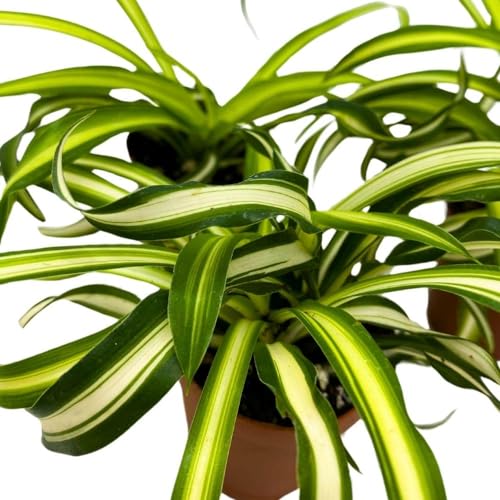 BubbleBlooms Spider Plant Chlorophytum comosum, 2 inch Set of 3, Tiny Mini Pixie Plant