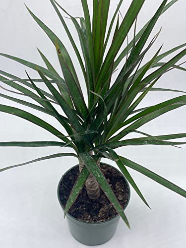 BubbleBlooms Dragon Tree, Madagascar Dragonplant, Dracaena marginata Hort. Dragontree in a 4 inch Pot Rare House Plant