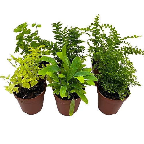 BubbleBlooms Fern Variety Assortment, 6 Different Ferns in 2 inch pots Tiny Mini Pixie Plants
