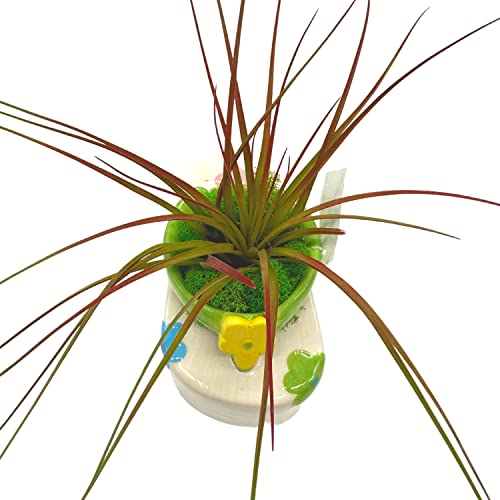 BubbleBlooms Tillandsia Planted in a Ceramic Sandal Shaped Planter, Flip Flop Pot