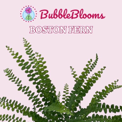 BubbleBlooms Lemon Button Dwarf Boston Fern in a 4 inch Pot Nephrolepis exaltata