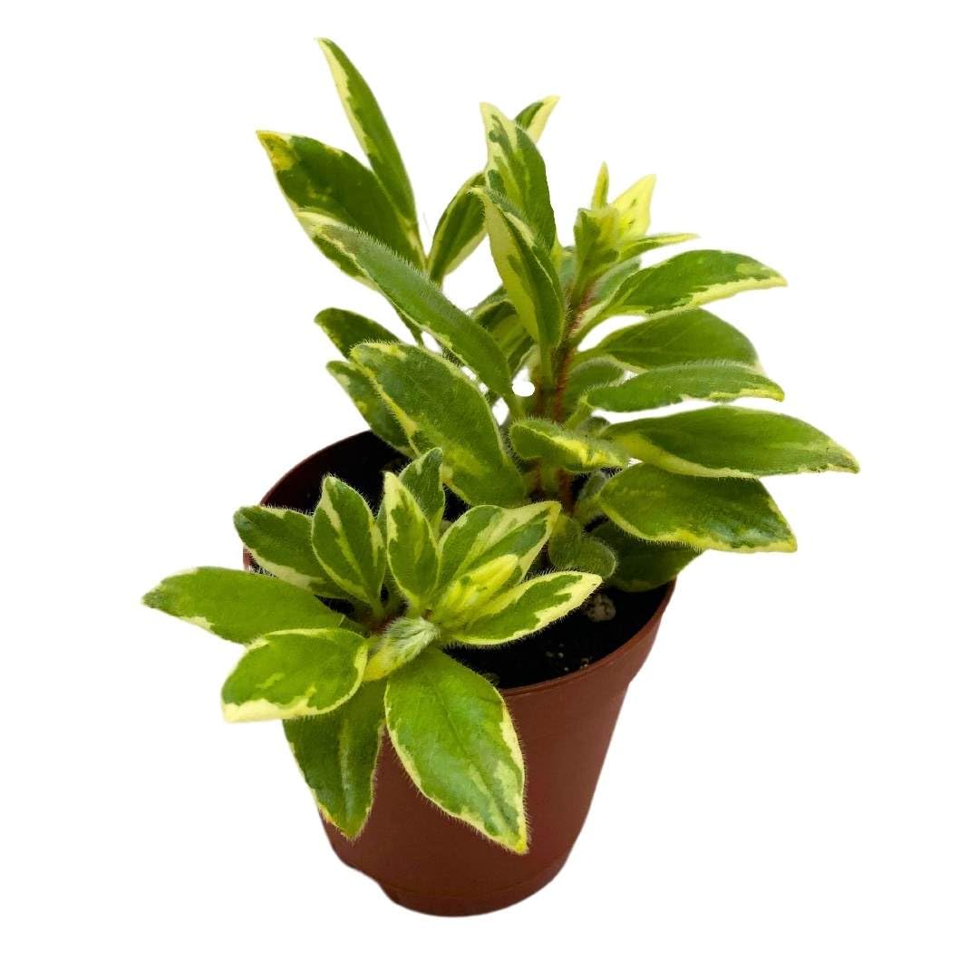 Harmony Foliage Columnea Variegated Light Prince in a 2 inch Pot