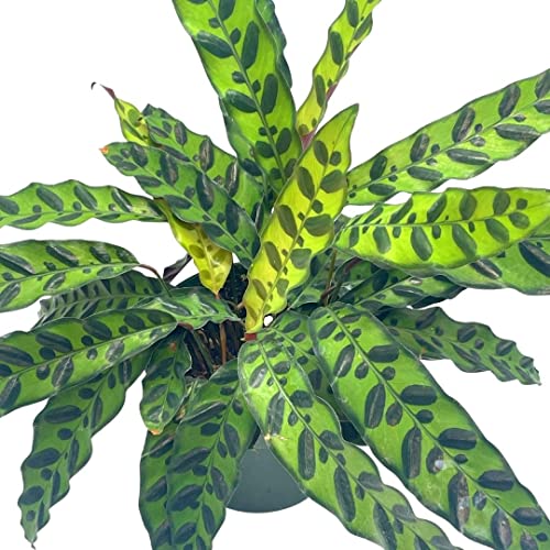 BubbleBlooms Rattlesnake Calathea Lancifolia, 6 inch Pot