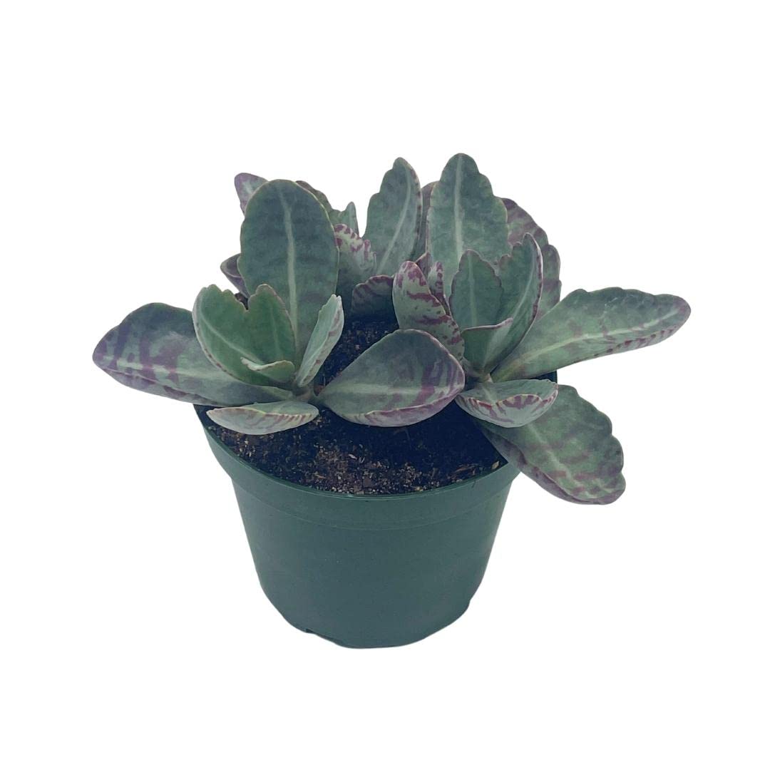 Kalanchoe Humilis, Desert Surprise, Variegated Donkey Ears Plant, Kalanchoe gastonis-bonnieri Purple