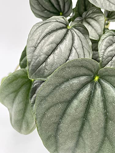 Generic Emerald Ripple Peperomia, Emerald Ripple Pepper, Platinum, Ivy-Leaf Peperomia, Green Ripple Peperomia, Peperomia caperata Yunck,4 inch Small