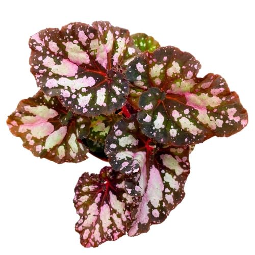 Harmony Foliage Harmony's Twisted Sister Begonia Rex, 4 inch Pink Blush with Spotty White Dots