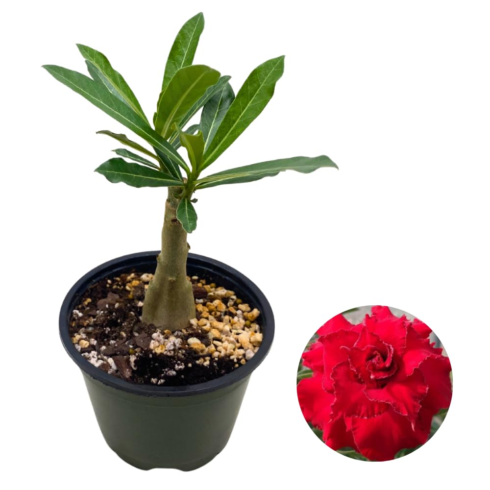 BubbleBlooms Desert Rose Tuo Yao in a 4 inch Pot Extremely Rare Flower
