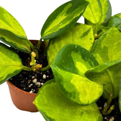 BubbleBlooms Hoya Variegated Australis 2 inch Set of 3 Lisa Wax Plant Porcelain Flower Tiny Mini Pixie Plants
