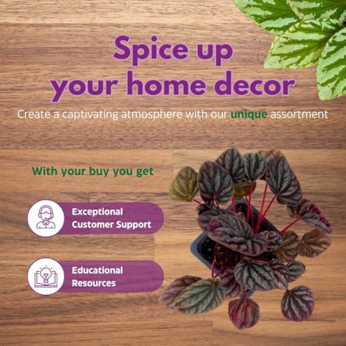 Harmony Foliage Peperomia Luna Red Ripple in a 3 inch Pot