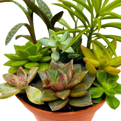 BubbleBlooms Succulent Arrangement in a 4 inch Pot Unique Hand Crafted Plant Designs