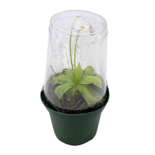 BubbleBlooms Butteworts Carnivorous Plant in a 3 inch Pot with Dome