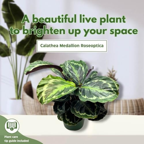 BubbleBlooms Calathea Medallion 4 inch