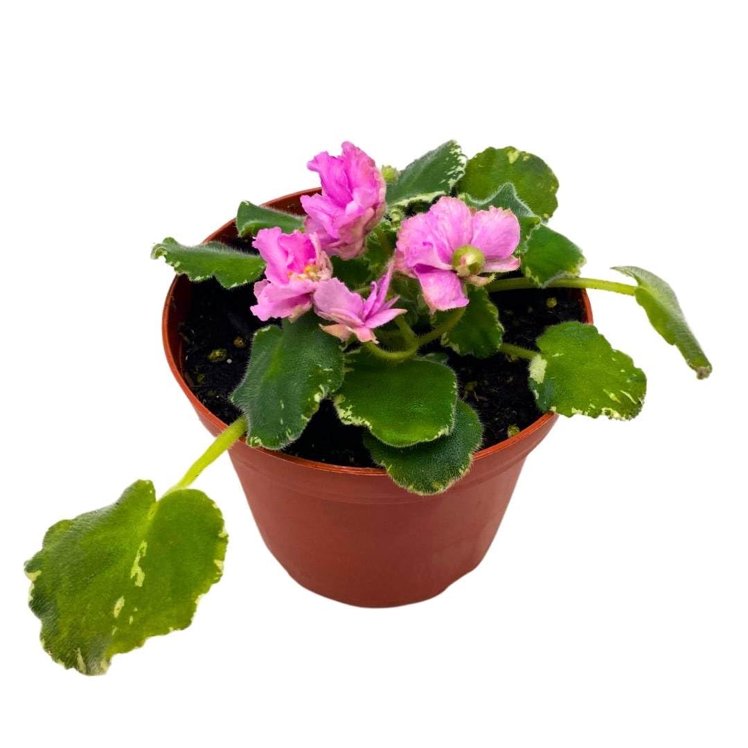 Harmony Foliage African Violet Variegated Irish Ruffles in a 4 inch Pot Pink Flower