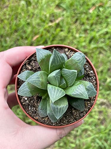 BubbleBlooms Haworthia retusa, African Emeralds, Clear, Very Rare in 3 inch Pot