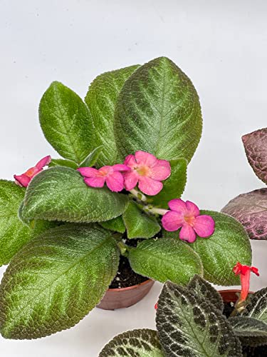 BubbleBlooms Flame Violet Episcia Cupreata Assortment 4 inch pots 3 Different Velvet Plants