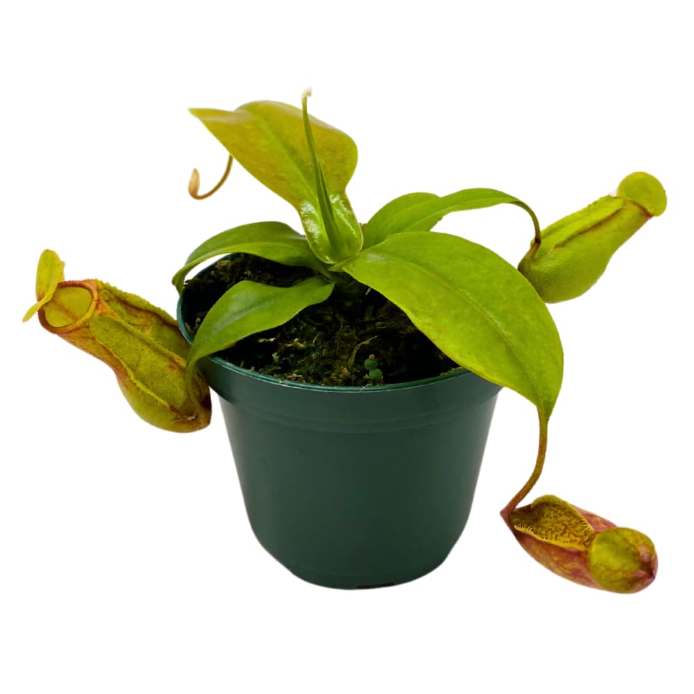 BubbleBlooms Carnivorous Plant Winged Pitcher Nepenthes Gaya in a 3 inch Pot