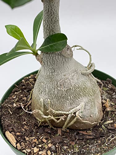 BubbleBlooms Desert Rose in a 6 inch Pot Adenium Obesum, Very Round Pot Belly Stump